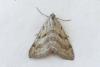Aplocera efformata